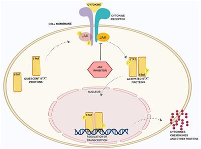 Emerging Topical and Systemic JAK Inhibitors in Dermatology